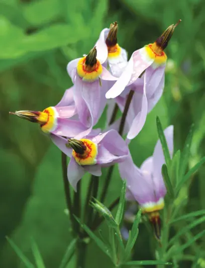 Brent & Becky's Bulbs Dodecatheon meadia perennial