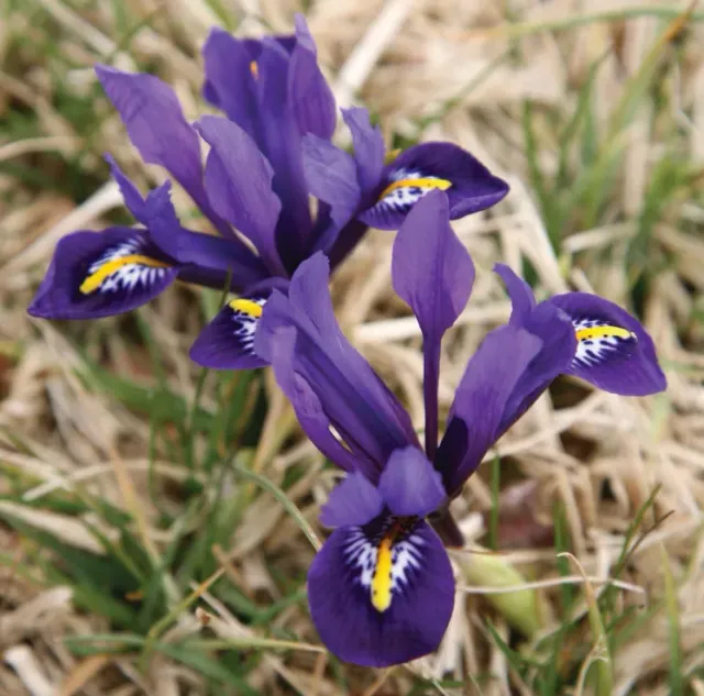 Brent & Becky's Pixie Dwarf Iris Bulb fragrant early