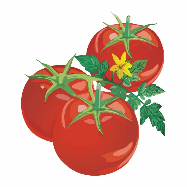 Epic Gardening Containers Choice Red Bush Tomato Seeds