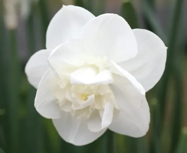 Brent & Becky's Androcles Double Daffodil Bulbs