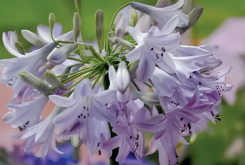 Brent & Becky's Bulbs Agapanthus Summer Skies Bulbs