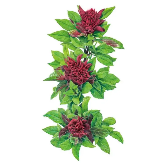 Epic Gardening Cardinal Basil Seeds Organic Dual-Purpose