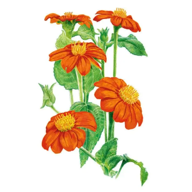 Epic Gardening Torch Mexican Sunflower Seeds Organic