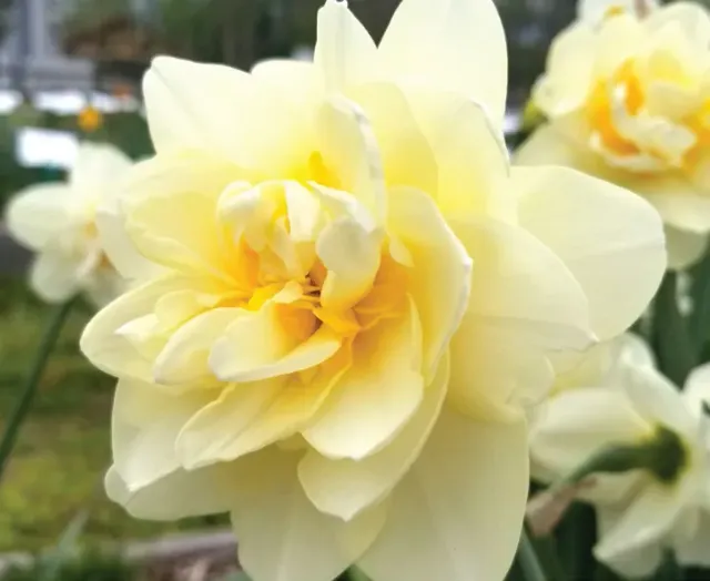 Brent & Becky's Bulbs Manly Daffodil Bulbs Double