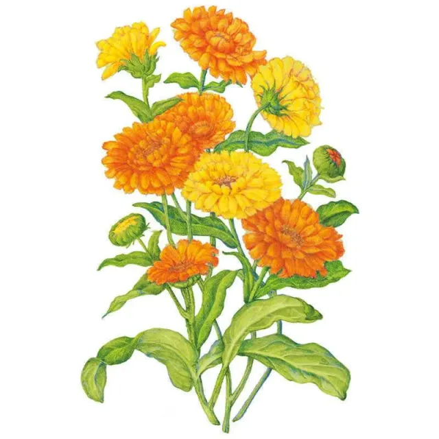 Epic Gardening Pacific Beauty Blend Calendula Seeds