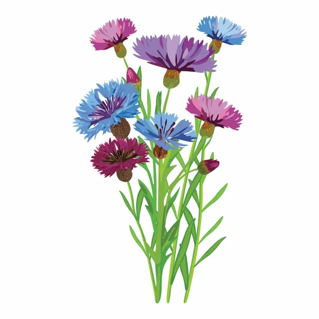Epic Gardening Polka Dot Mix Bachelor's Button Flower Seeds Dwarf